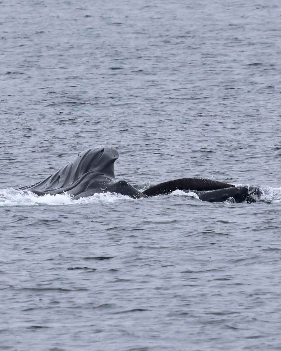 sanjuanwhales's tweet photo. Look at the BALEEN! This week we witnessed lunge feeding humpback whales!
📸: Naturalist Sam Murphy
#humpbackwhale #humpbacks #baleen #whalewatching #islandadventures https://t.co/LLaKnNJW1P