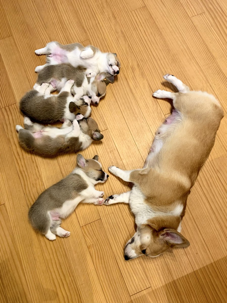 angenombril's tweet photo. #全日本きもちよさそうに眠るいぬ選手権 https://t.co/bdmrmvx391