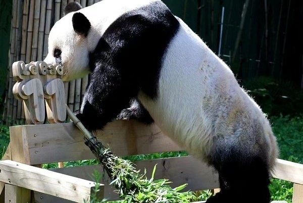MuLiaoYa's tweet photo. @mongwinter 别偷窥中国的熊猫了，先关心一下在韩旅居大熊猫乐宝吧！ https://t.co/ZbVIMjGB1n