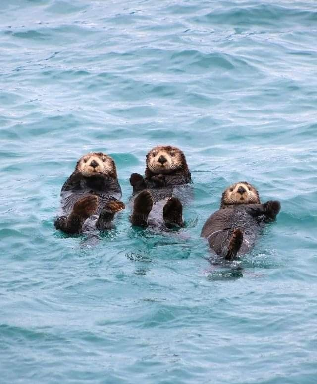 sea otters have a special way of staying together while they drift off to sleep in the ocean? These adorable creatures hold hands, or paws, to prevent drifting apart from each other in the water. This behavior, known as rafting,is not just cute but also a vital survival tactic