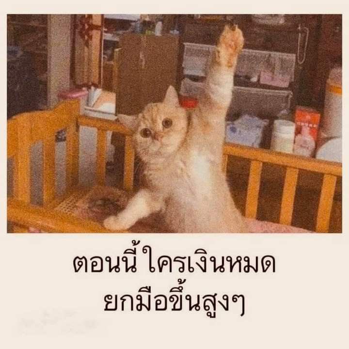 bbigkachu's tweet photo. ช่วยด้วยค่า 55555555555555 #TikTokShop66 https://t.co/OI8SkLsylR