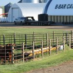 Photo by Eric Boon (@BBarCattle)