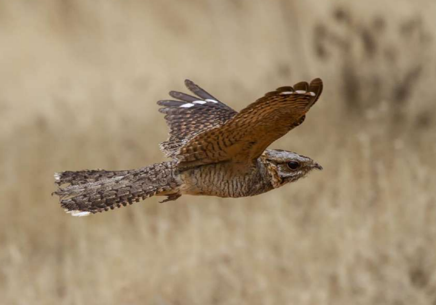 EFEverde's tweet photo. Descubren por qué algunas aves migratorias llegan con dedos amputados a España

(Fotografía cedida por el CSIC. © José Luis Bautista)

https://t.co/yc1KuHWyca https://t.co/3xOW4uGgxc