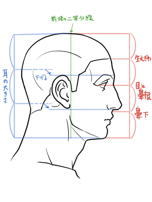 成人の顔のプロポーション(キャラ作画では当てはまらないこともあります) 