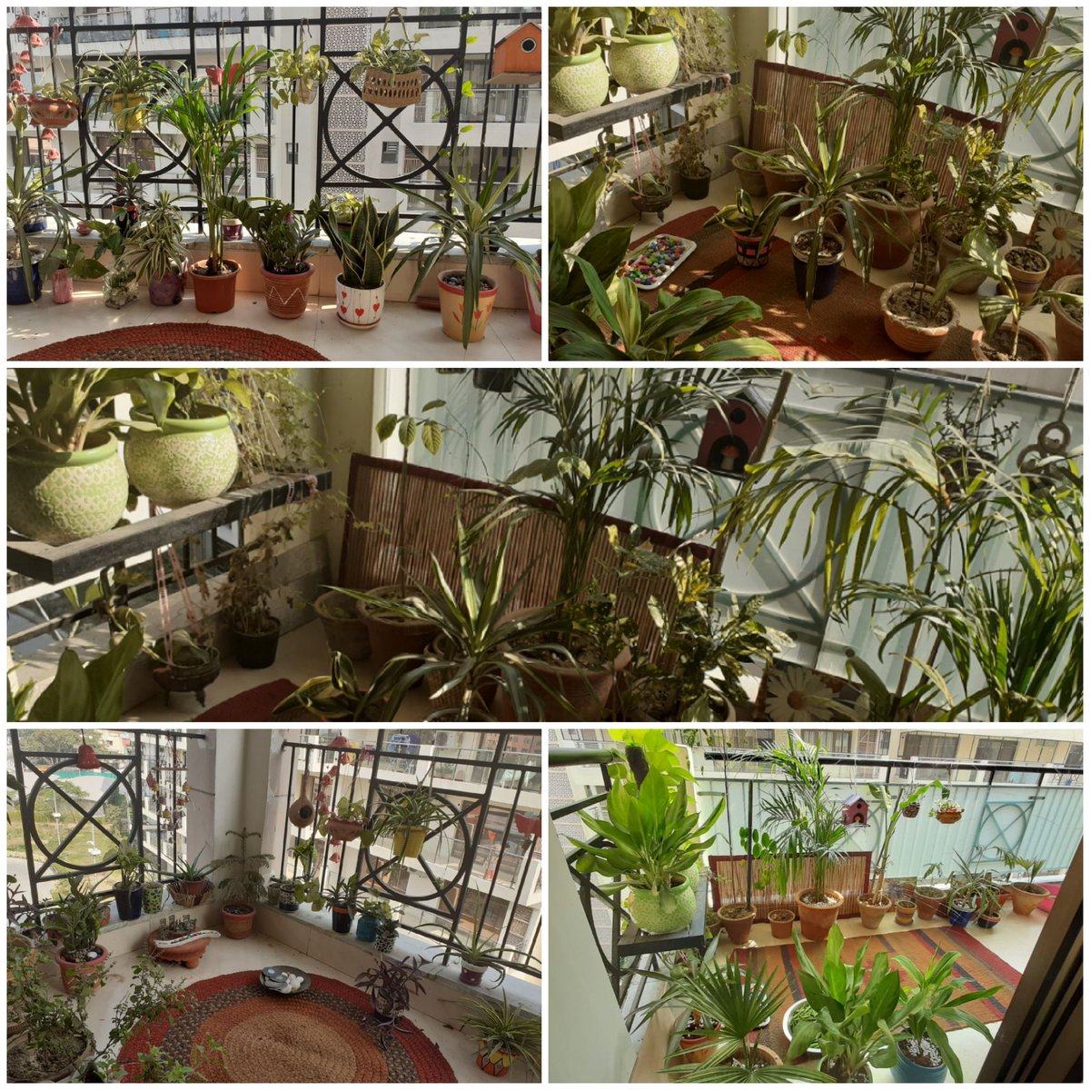 Pratishtha_DST's tweet photo. #WorldEnvironmentDay 
on this day, sharing a picture of my balcony garden. In urban settings, a good way to connect to nature with benefit of improved air quality, ambience &amp; relaxing mind. https://t.co/4ZMcESrQkQ