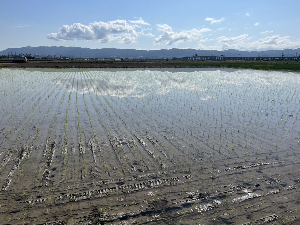 NoizzD's tweet photo. 田植え日和 https://t.co/hfRb2JqdwP