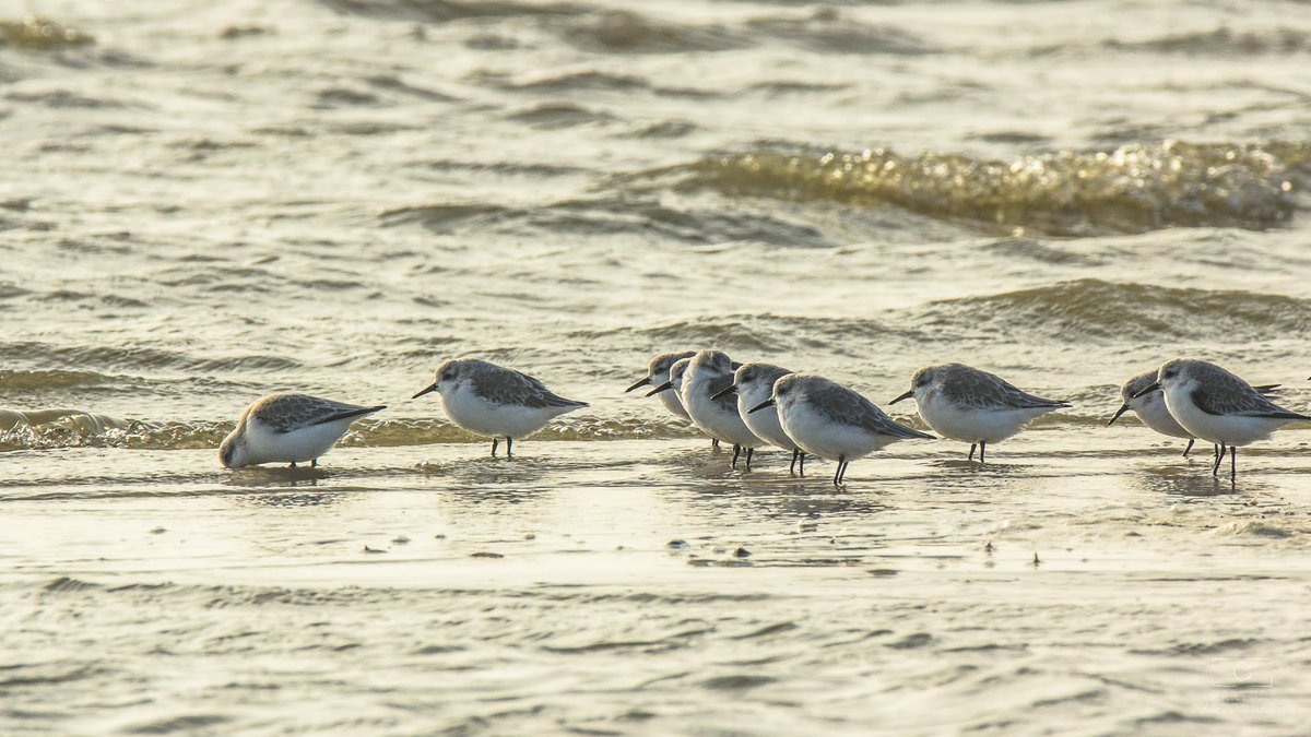 MeInTheMiddleX's tweet photo. Good morning and it's #WaderWednesday again!
Time to get those legs wet😂
Sanderling, Bécasseau sanderling, Drieteenstrandloper (#Calidris alba) https://t.co/pDBWiQr1MF