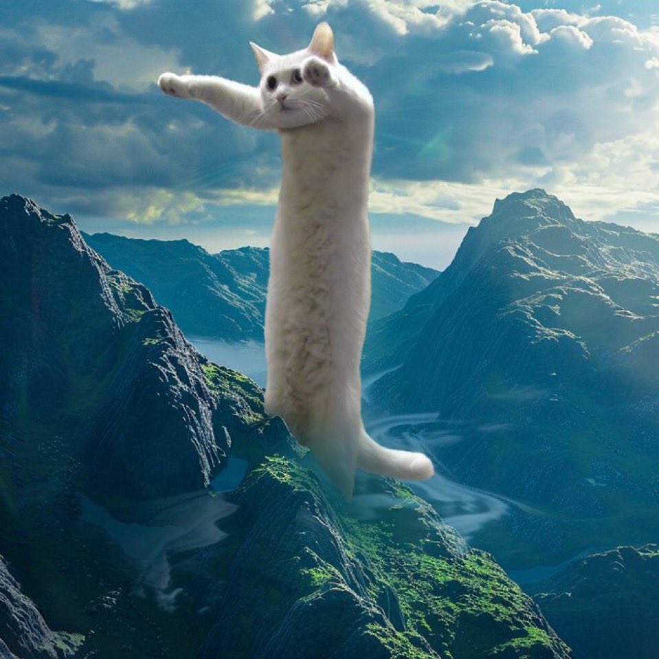 ALBIGGY's tweet photo. @pattyice The $LONG cat @NobikoCoin conviction play https://t.co/f8ows6nqPd