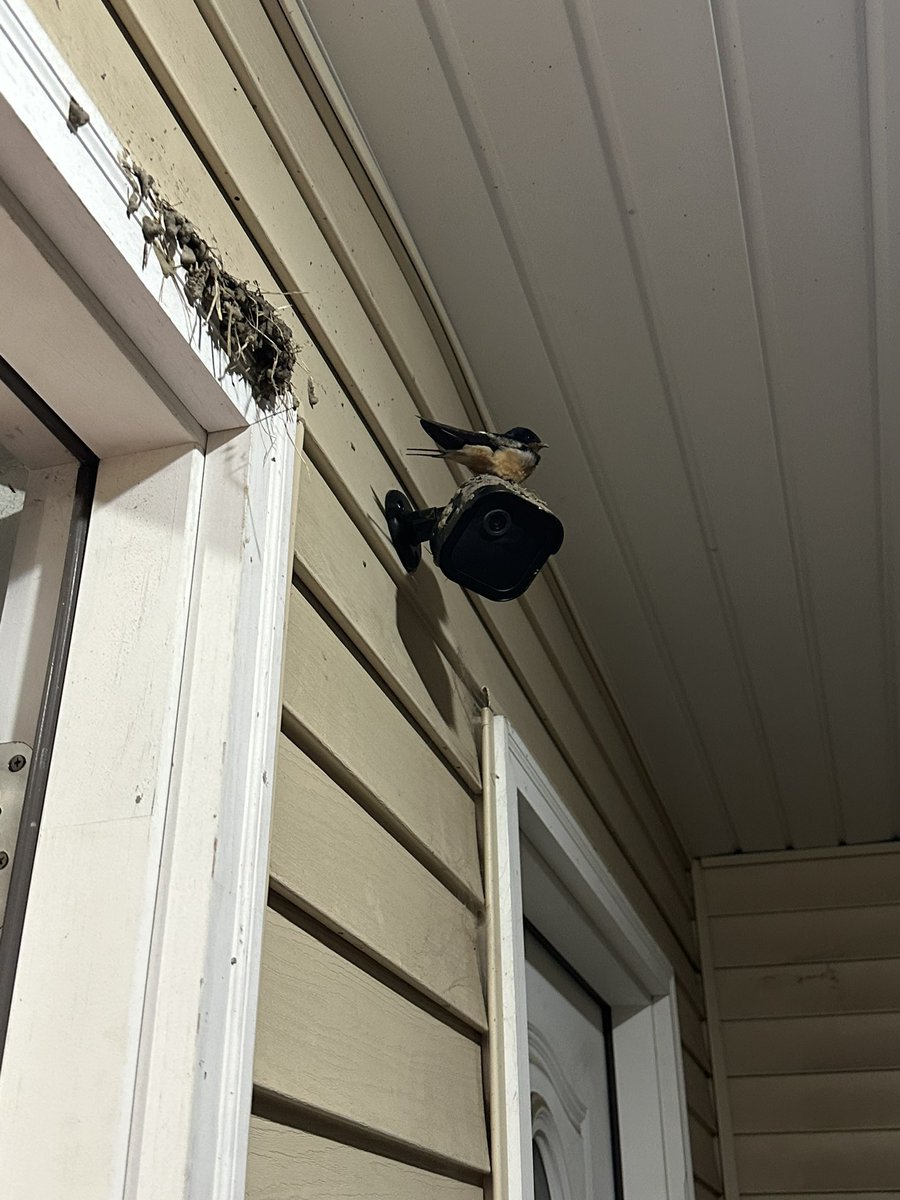 1devan7's tweet image. Protector of the packages