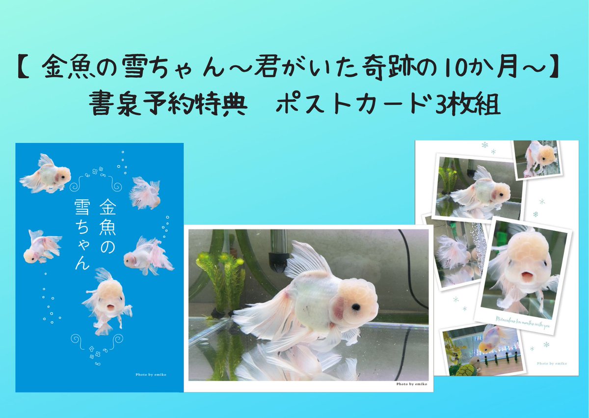 グランデいきもの より新刊予約受付書籍のご紹介 6月20日発売「金魚の