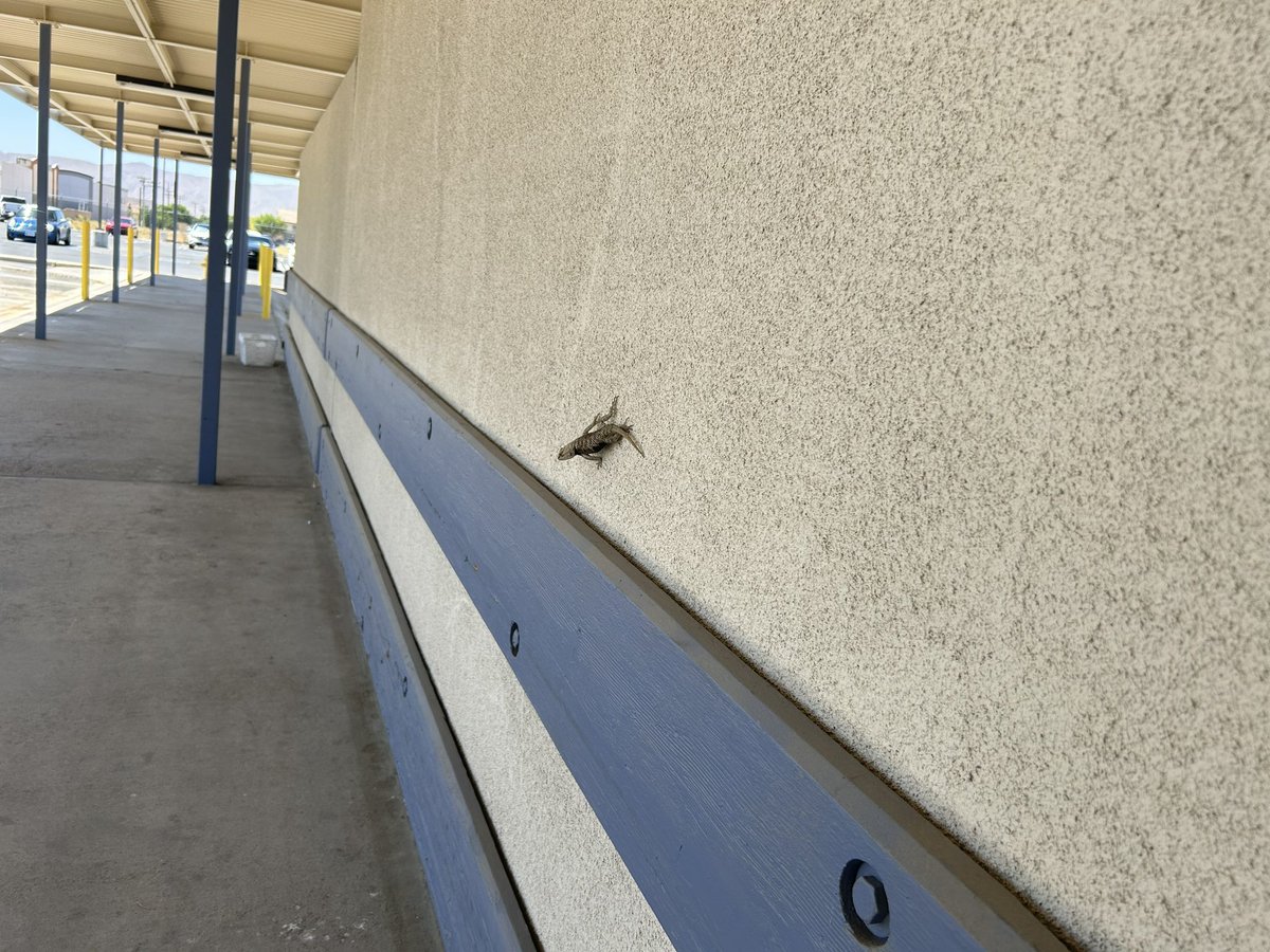 Only in the High Desert you get to see a free range lizard lol 😂