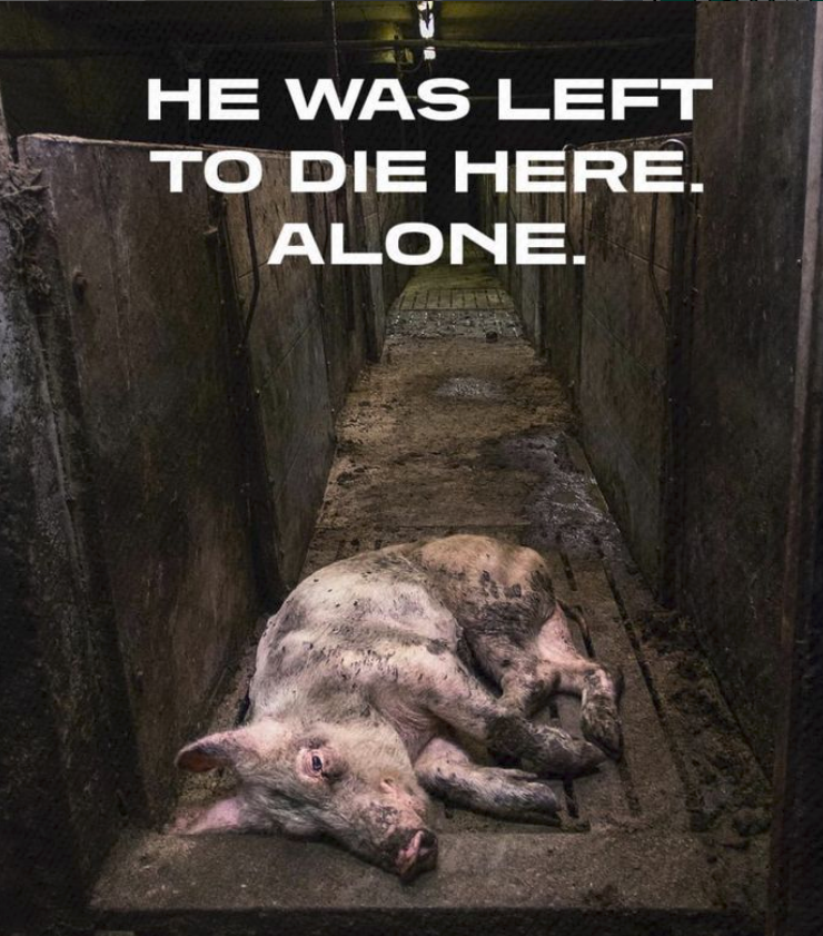 RobRobbEdwards's tweet photo. What a sad lonely way to die... https://t.co/YGKcpiprhW