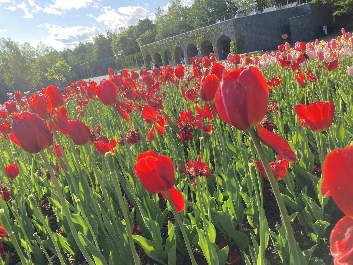 himlorand's tweet photo. この前見に行ったやつ
やっぱり癒される🌷 https://t.co/6vdaeSs0Rz