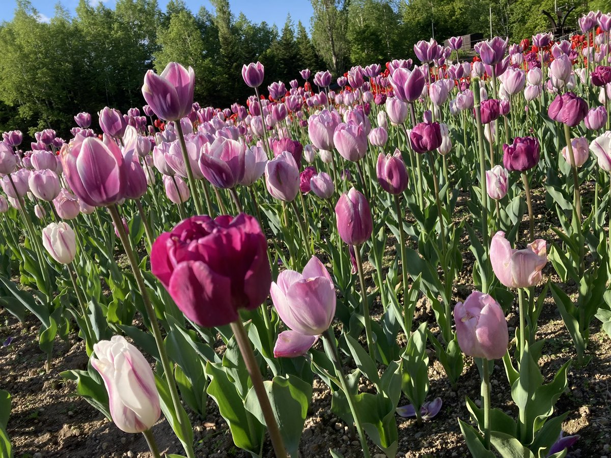 himlorand's tweet photo. この前見に行ったやつ
やっぱり癒される🌷 https://t.co/6vdaeSs0Rz