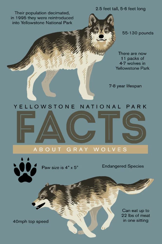 Ambercat2024's tweet photo. I learned about how wolves impact the entire ecosystem when they come back to their historic lands. They give plants a chance to revive when they are less trampled by elks, and bring back beavers who use these plants, leading to healthier streams.  #WhatIlearnedinWR60 https://t.co/diLN3wX6r4
