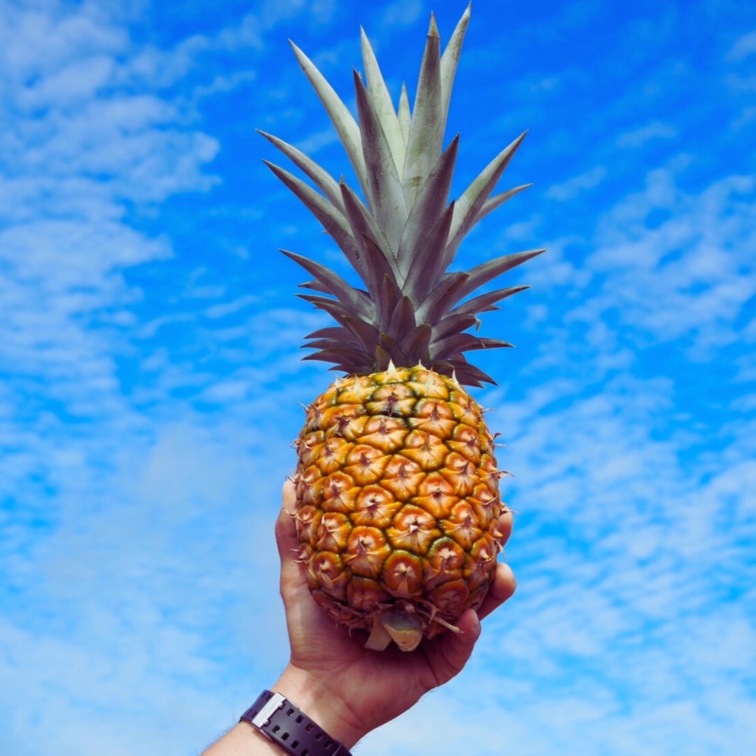 ishigakijima808's tweet photo. ご無沙汰しております🙇
今年ようやく販売開始です🍍
石垣ゴールデンパインは6月限定での販売となりますので、お早めにどうぞ💁

https://t.co/UoqsiiTc0k https://t.co/fCOq4GucNL