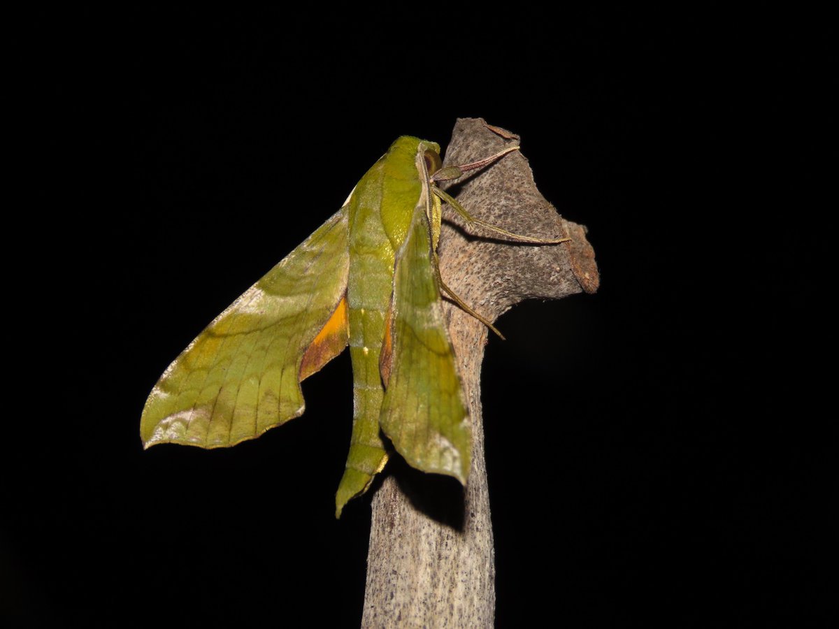 IndianaCristo's tweet photo. #lepidopteracolombiana #mothweek2024 #Xylophanes_pluto #sphingidae #macroglossinae #polillas #Colombia #mariposas #butterflies #butterfliesofinstagram #colombiapaisdemariposas #mothsofinstagram #mariposa #mariposas #polillas #moths #mothsofcolombia #neotropicalbiodiversity https://t.co/jXz3rKY4Iv