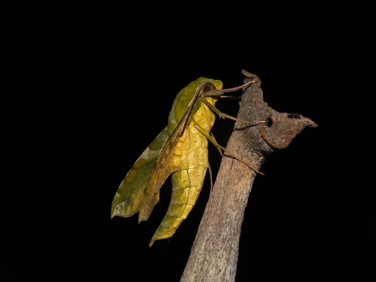 IndianaCristo's tweet photo. #lepidopteracolombiana #mothweek2024 #Xylophanes_pluto #sphingidae #macroglossinae #polillas #Colombia #mariposas #butterflies #butterfliesofinstagram #colombiapaisdemariposas #mothsofinstagram #mariposa #mariposas #polillas #moths #mothsofcolombia #neotropicalbiodiversity https://t.co/jXz3rKY4Iv