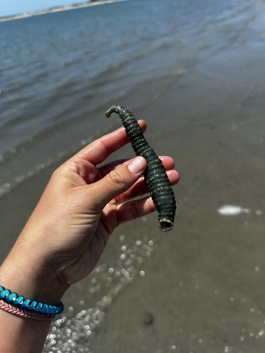 jillian__daly's tweet photo. I was stoked about this find but puzzled because I didn’t recognize it as a local worm or sea cuke species. Then my coworker guessed it was a leech. Turns out it’s a #elasmobranch #parasitizing #leech 🤮🤢 #marineleech https://t.co/aVRtIaZJVM