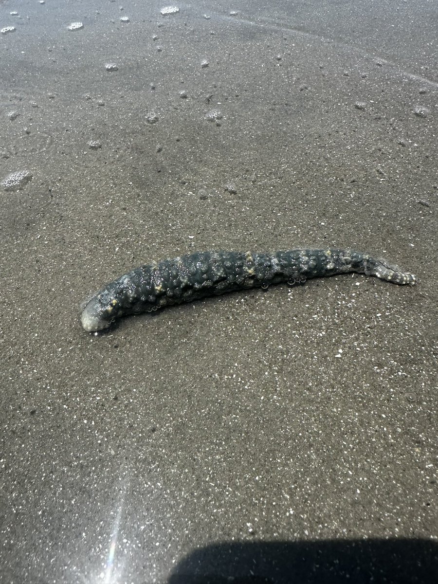 jillian__daly's tweet photo. I was stoked about this find but puzzled because I didn’t recognize it as a local worm or sea cuke species. Then my coworker guessed it was a leech. Turns out it’s a #elasmobranch #parasitizing #leech 🤮🤢 #marineleech https://t.co/aVRtIaZJVM