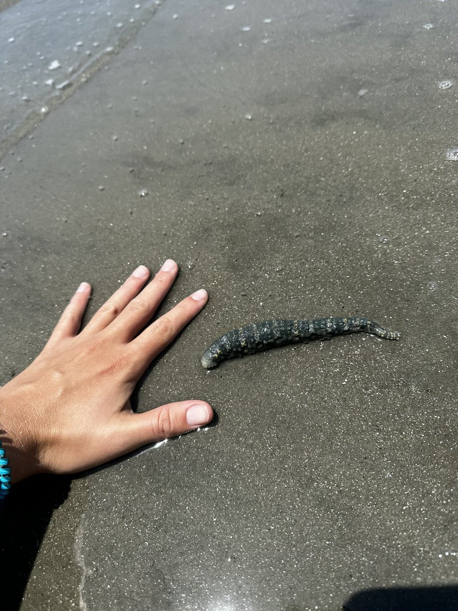 jillian__daly's tweet photo. I was stoked about this find but puzzled because I didn’t recognize it as a local worm or sea cuke species. Then my coworker guessed it was a leech. Turns out it’s a #elasmobranch #parasitizing #leech 🤮🤢 #marineleech https://t.co/aVRtIaZJVM