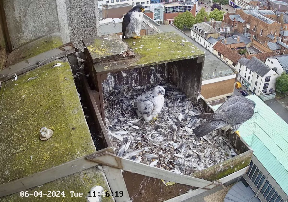 Aylesbury peregrines family.