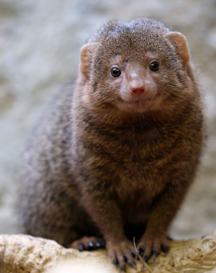 How many likes can this lil mongoose get? 

Tryna see something. $MONG 👀🟪