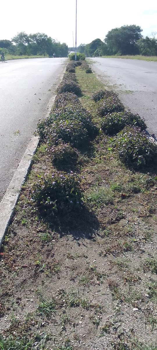 Disney Ajo Raez (@ajodisney) on Twitter photo 