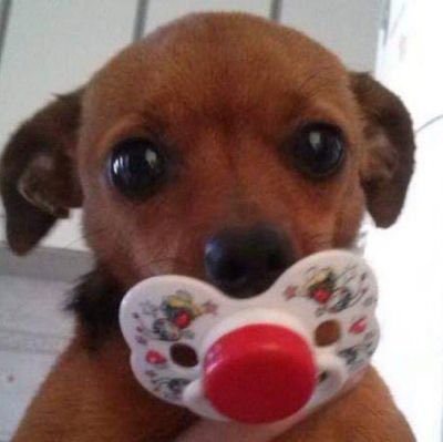 ؘ deslog (@corneliazstriet) on Twitter photo 