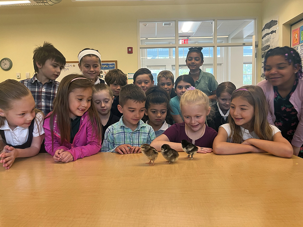 Last month, the Elementary students were thrilled to see their baby chicks hatch. Said Mrs. Carpenter, "They're adorable!"

#rectoryschool #juniorboardingschool #connecticut #newengland #privateschool #elementaryschool