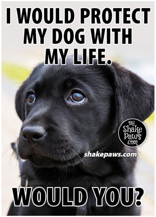 Pawzazzle's tweet photo. Most certainly I would. https://t.co/oguB2FvGSi