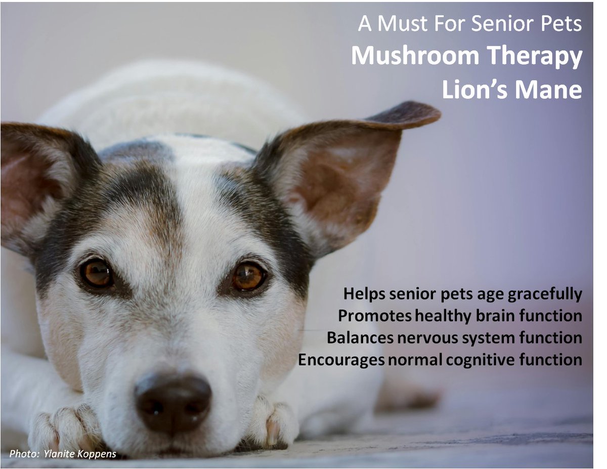 holisticpethelp.com/en/Lion-Mane-M…

#Holisticpethelp #Mushroom #Therapy