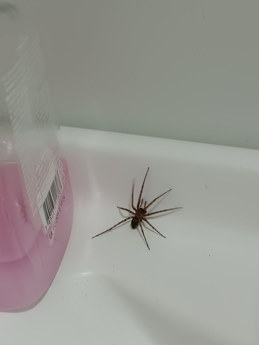 Renif3r's tweet photo. Top momentos do dia: um puta prego furou meu pneu e fez eu me atrasar pro trampo e chegando lá uma aranha brotou do ralo da pia querendo subir em mim. Bençãos e mais bençãos 🕊️ https://t.co/1Mcw3ySeLv