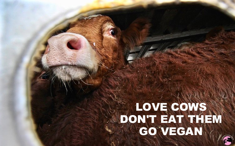 veganfuture's tweet photo. Love cows, don't eat them  #GoVegan https://t.co/PsP0RKnWVg