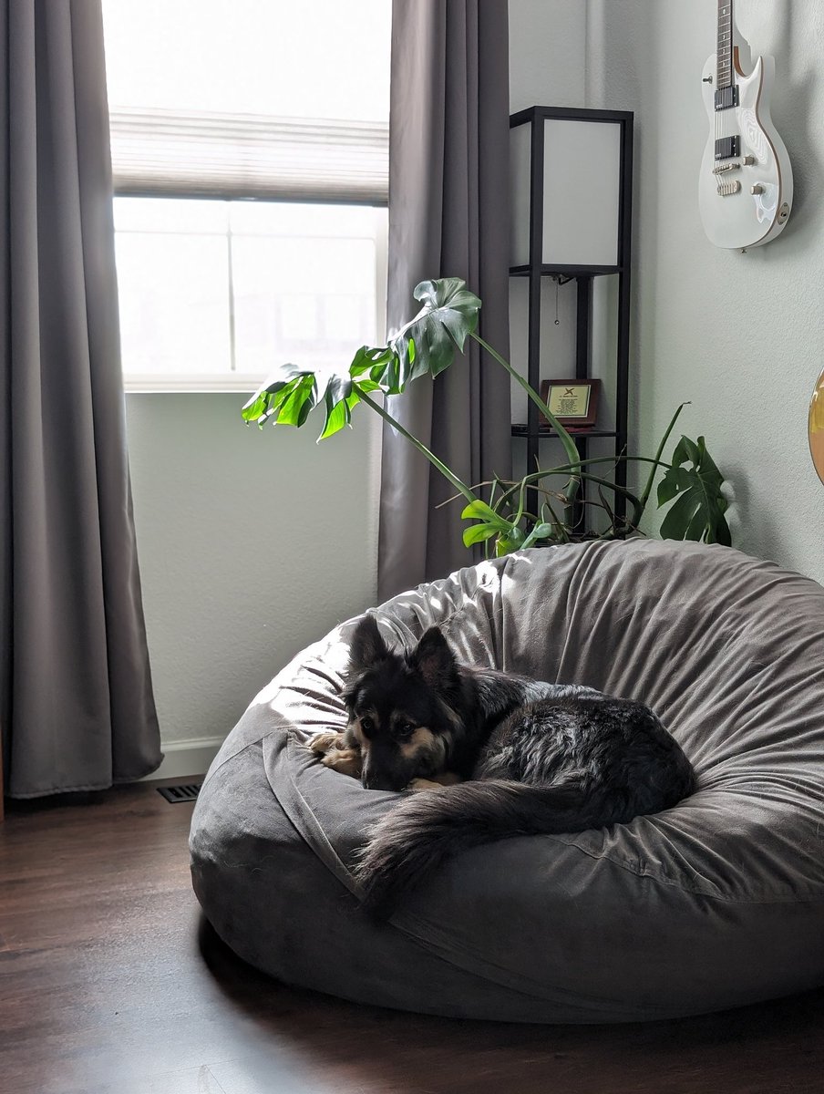 Hilo has a sister! Adopted this pretty girl! :D