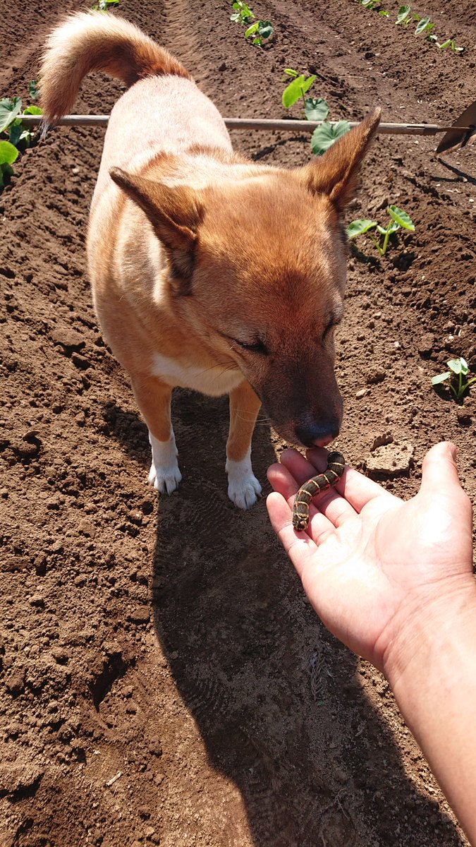 9:12 晴天なり、カラッとした涼しい風が吹いています🙆畑びよりだワン🐶👌