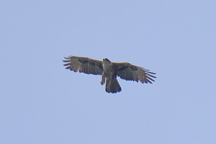 Not a great photo to share, but as this raptor is not so common, couldn't restrain myself from doing it. <a href="/KaustavBanerjee/">Kaustav Banerjee</a> @SimilipalT <a href="/birdcountindia/">Bird Count India</a> Rufous bellied eagle in Similipal on jun'24