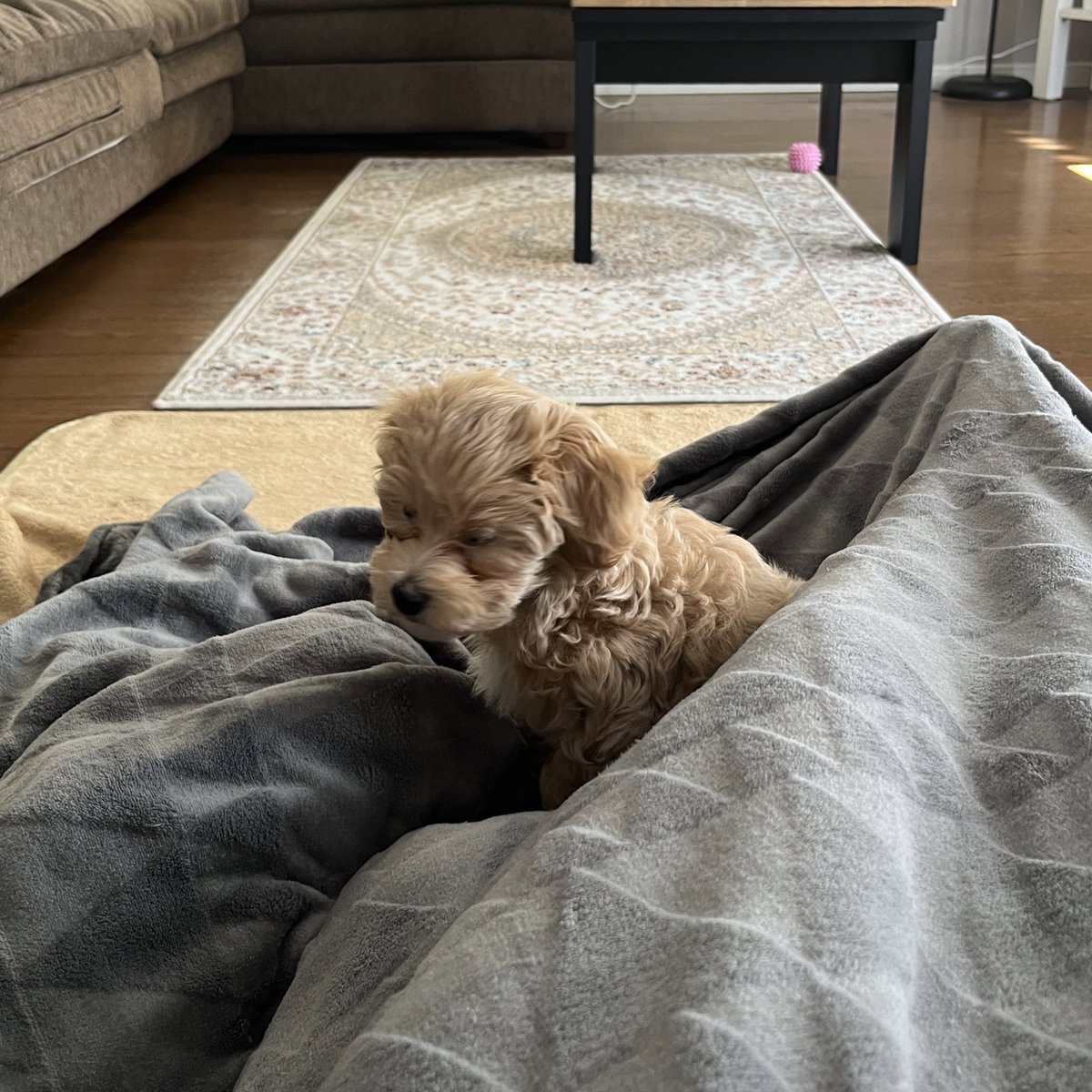muchmuch_muchi's tweet photo. うちに来てすぐのムー
今と顔が違う🤭

#マルプー 
#犬のいる幸せ https://t.co/hSdJpKlHxS