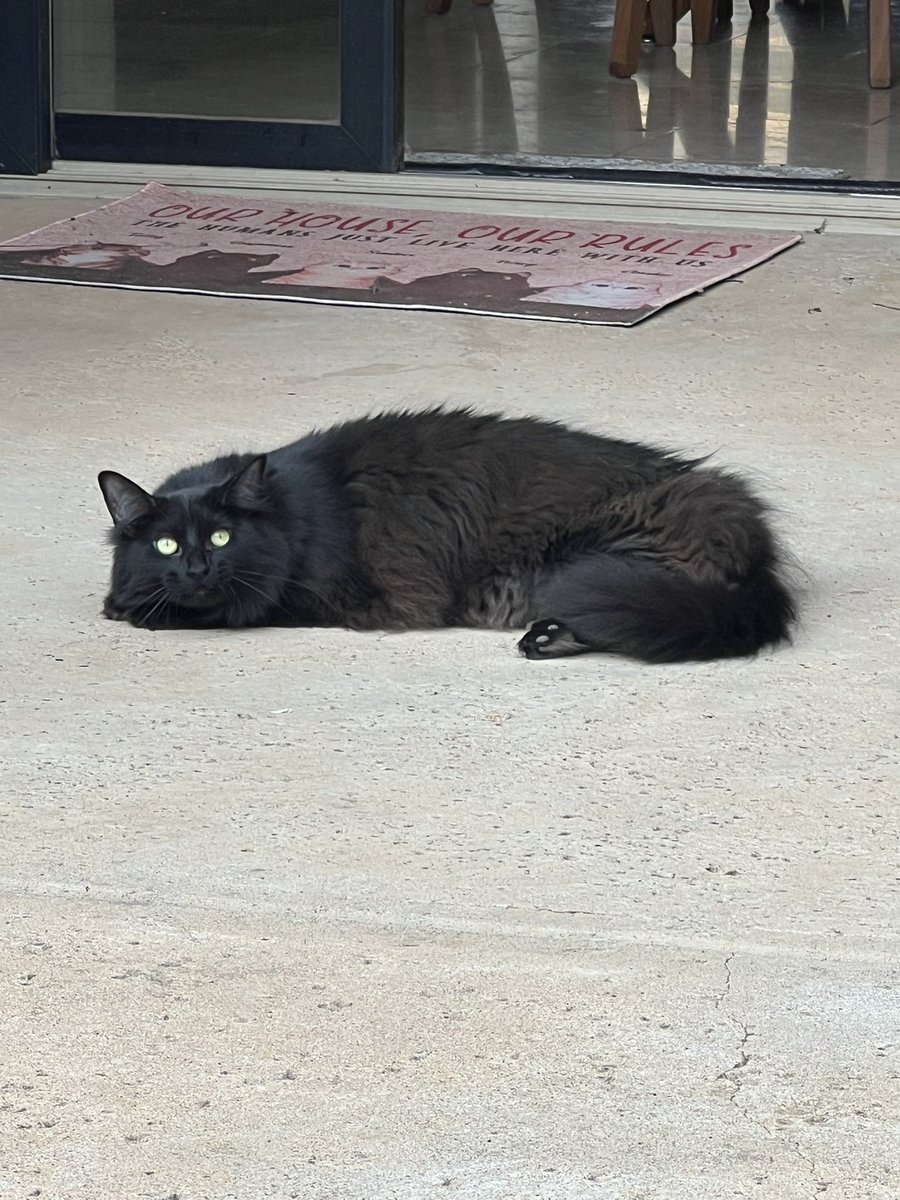 Harp… isn’t she beautiful? The house alpha! #CatsofTwitter