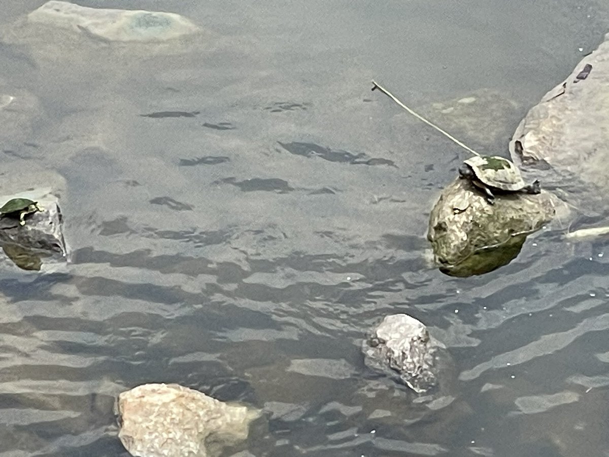 GunthorTM's tweet photo. I enjoyed the turtles and the Nolan Ryan statue https://t.co/W8BR2H4XdJ