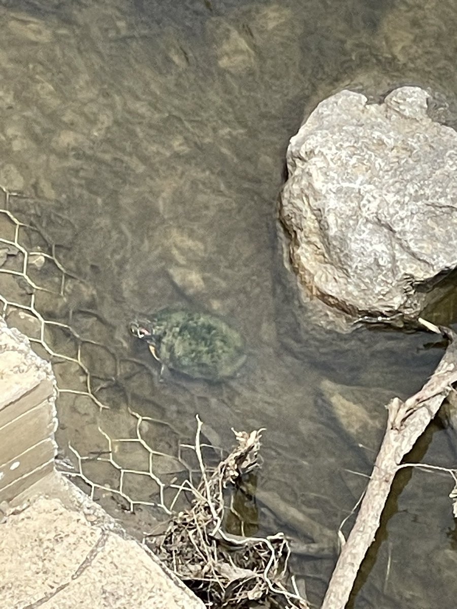 GunthorTM's tweet photo. I enjoyed the turtles and the Nolan Ryan statue https://t.co/W8BR2H4XdJ