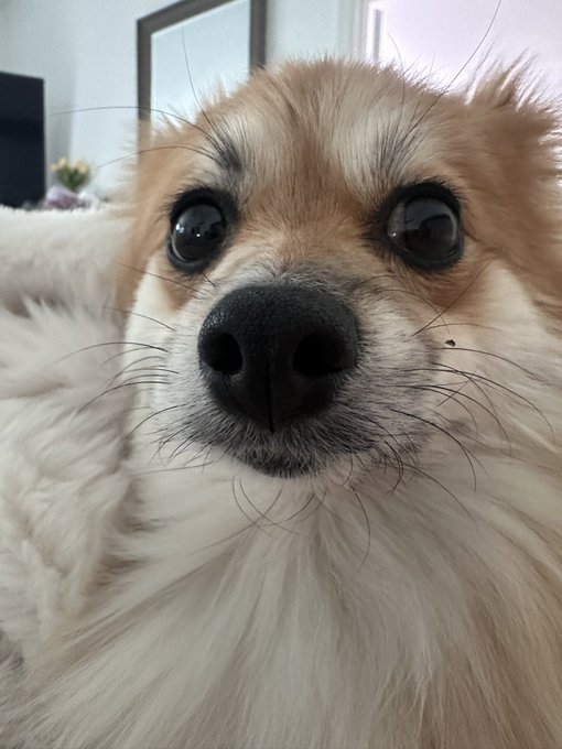 Sniff https://t.co/lolSXxWLU3