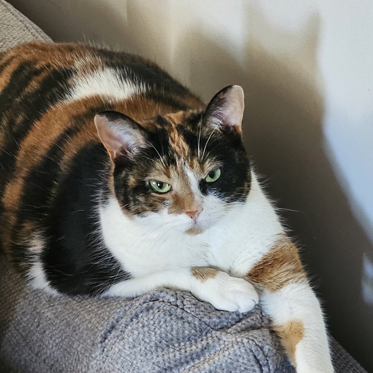 Starmauve's tweet photo. Sudden change
#cat https://t.co/PVyFffqGhG