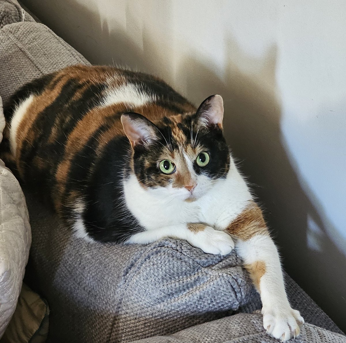 Starmauve's tweet photo. Sudden change
#cat https://t.co/PVyFffqGhG