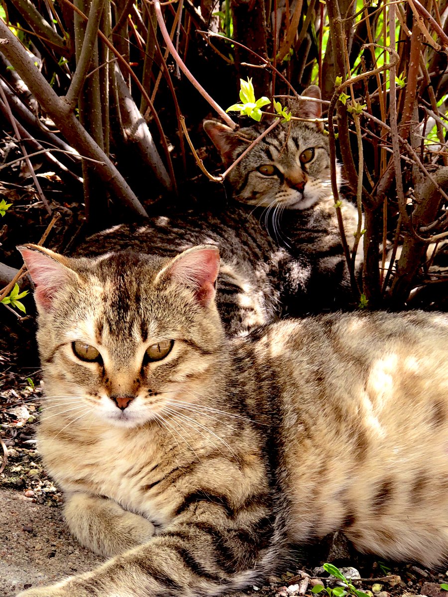 DaneenBoone's tweet photo. Sweet little cats‼️❤️
#cats #needlove
#helpstraycats 🐾 https://t.co/I5IFKVCQiJ