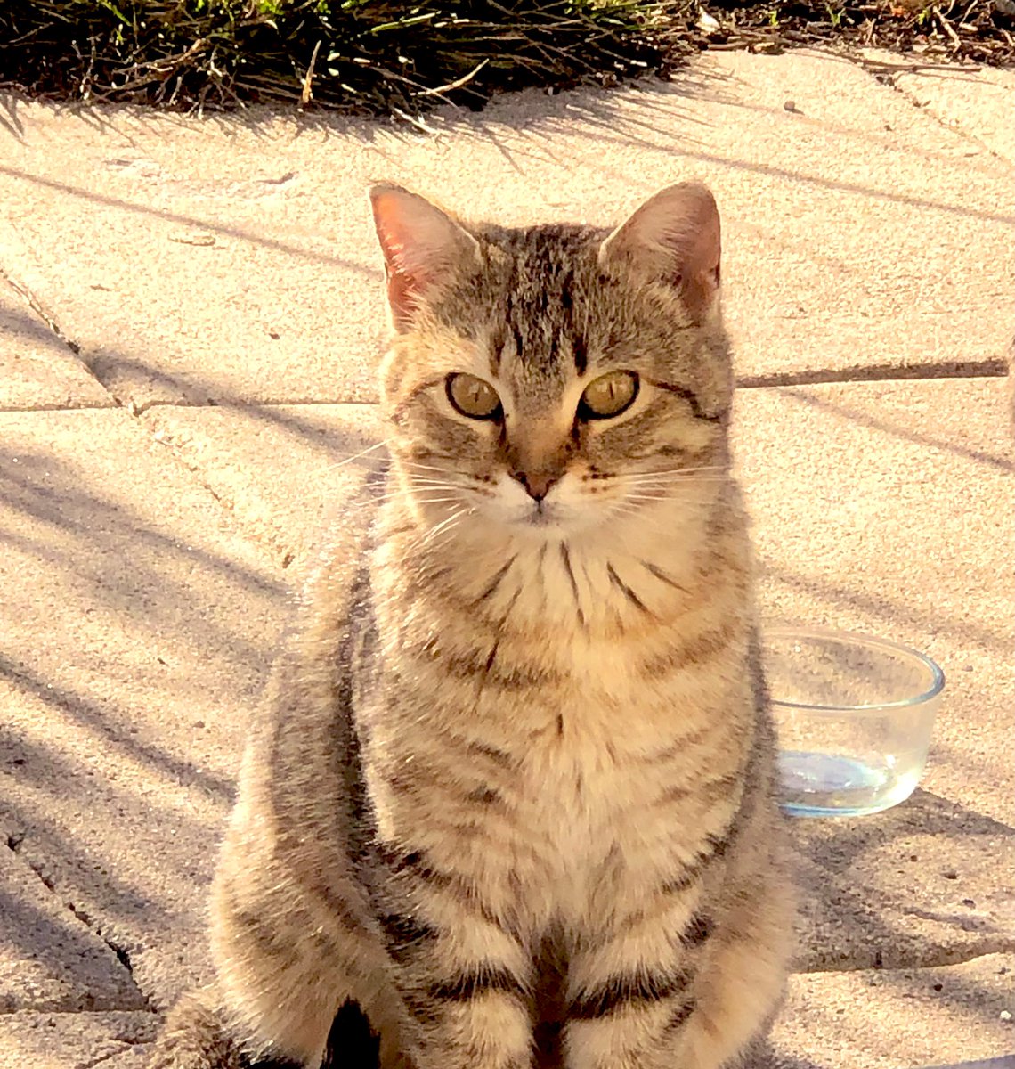 DaneenBoone's tweet photo. Sweet little cats‼️❤️
#cats #needlove
#helpstraycats 🐾 https://t.co/I5IFKVCQiJ