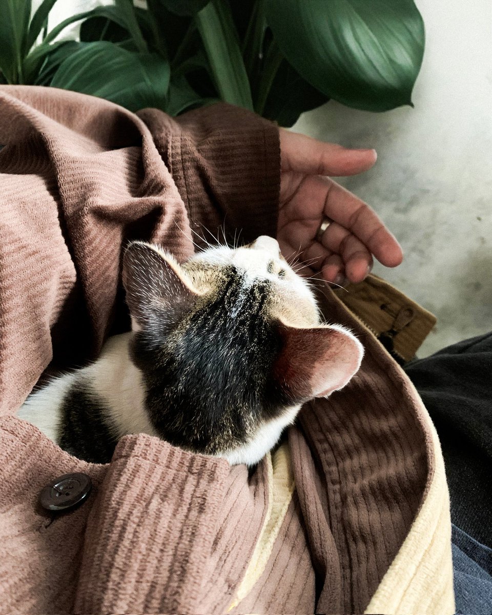 gurinbee's tweet photo. 🐈 https://t.co/FcQVubTUHY