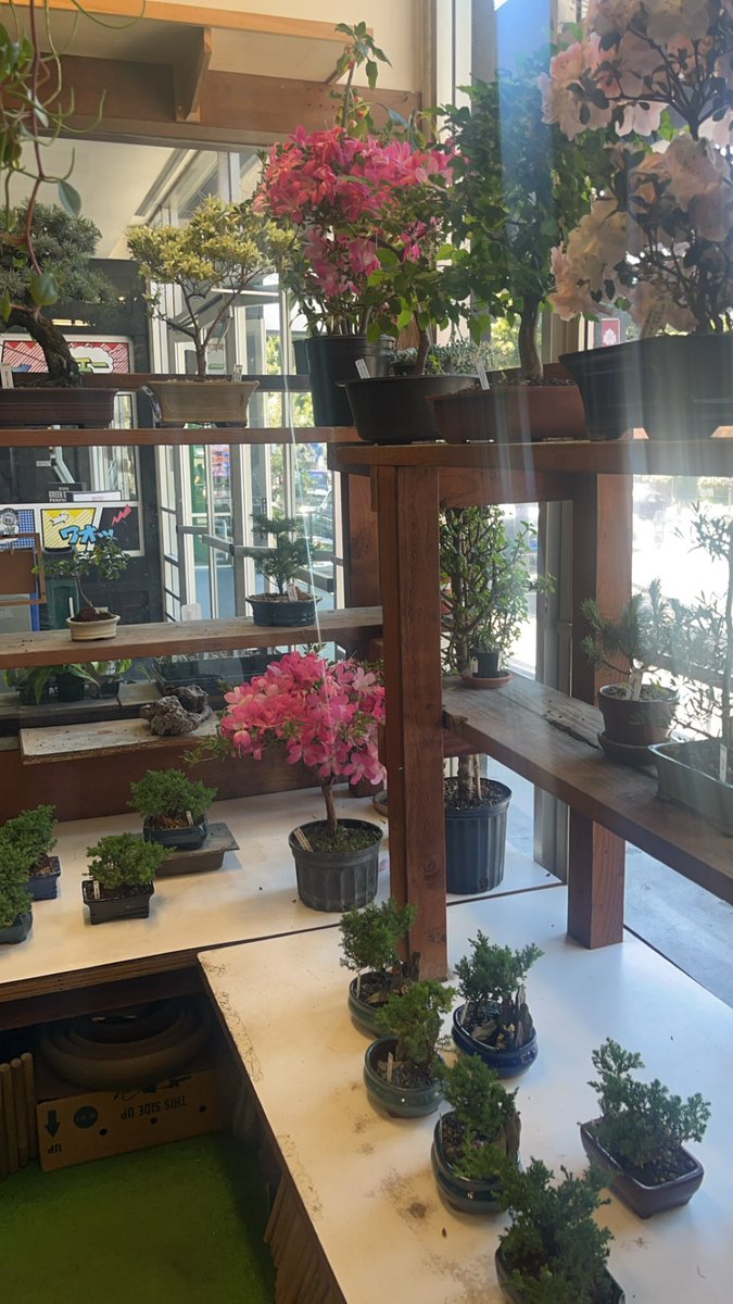 PhoenixxVT's tweet photo. i love plants so much but they make me sad lol https://t.co/jYhSQMvJcz