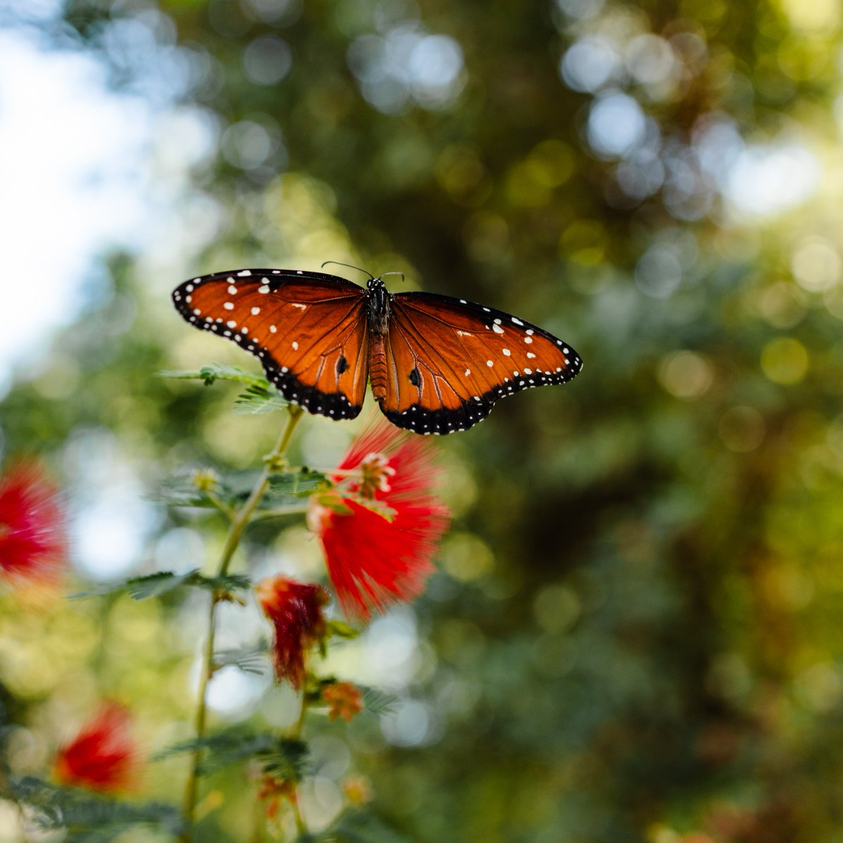 Boyce Thompson Arboretum tweet media