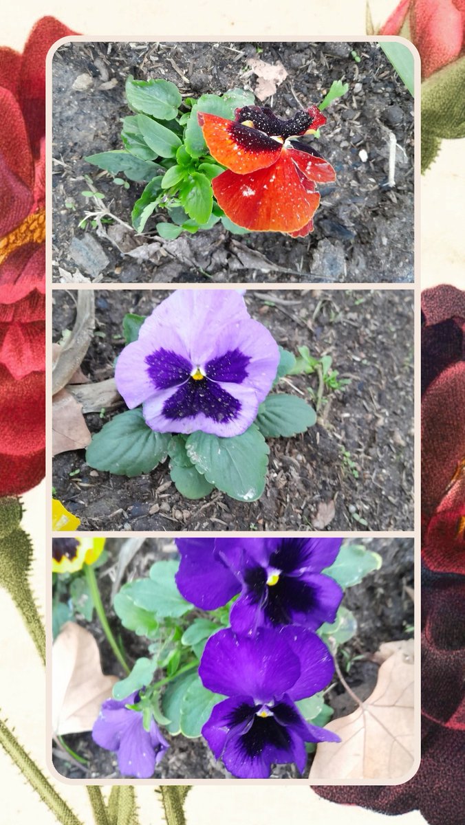 sandravila2803's tweet photo. Have a fantastic Wednesday .I took these pics in the street near my job.
🪷🇺🇾😊🥰💋☕️☕️ https://t.co/oxPu2UrBQe